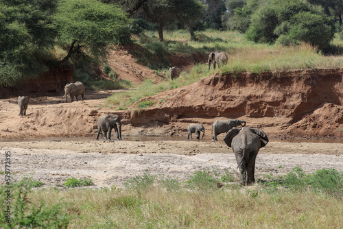 Photography herd of elephants