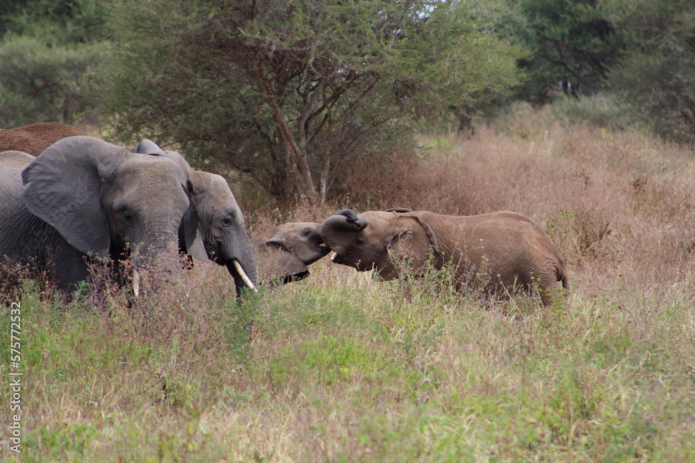 Fototapeta premium elephants in the savannah