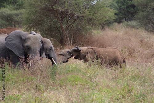 elephants in the savannah