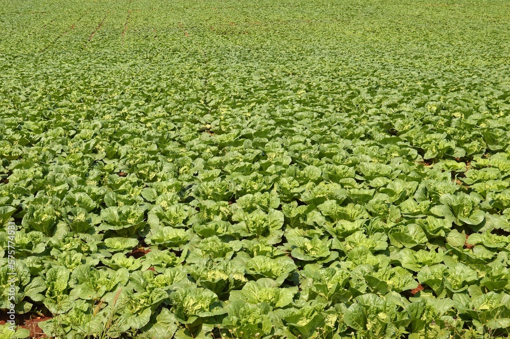 vegetable farm in the countryside vegetable farm in the countryside