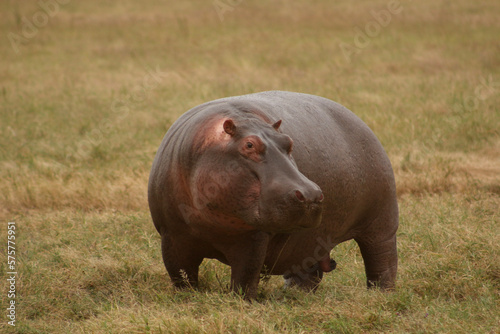 hippopotamus in the safari