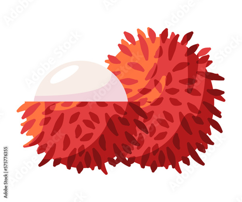 Rambutan hairy exotic asia fruit drawing illustration