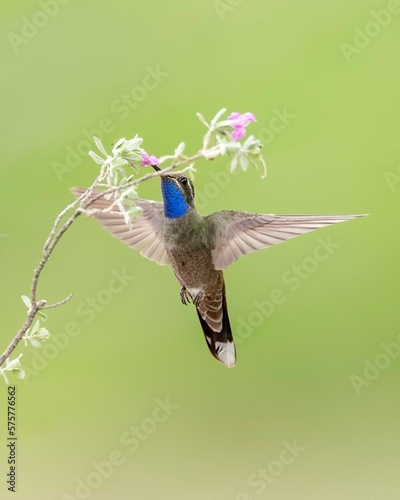 Blue-throated Hummingbird (Lampornis clemenciae) photo