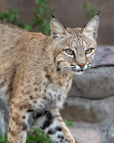 Bobcat (Lynx rufus) © Tom