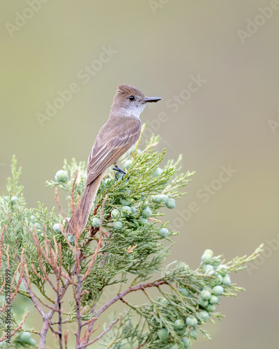 Dusky-capped Flycatcher (Myiarchus tuberculifer), Southeast Arizona, USA photo