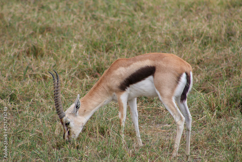 impala in the savannah