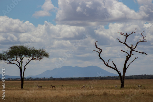 tree in the savannah