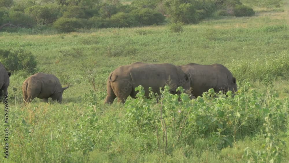 Wide shot of a herd of African rhinos grazing in the middle of the African jungle. Wide shot of a herd of African rhinos grazing in the middle of the African jungle.