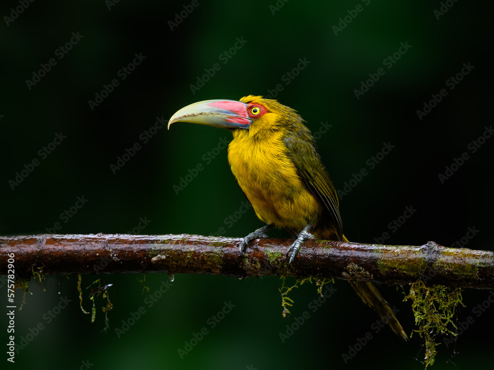 Fototapeta premium Saffron Toucanet portrait on mossy stick on rainy day against dark background