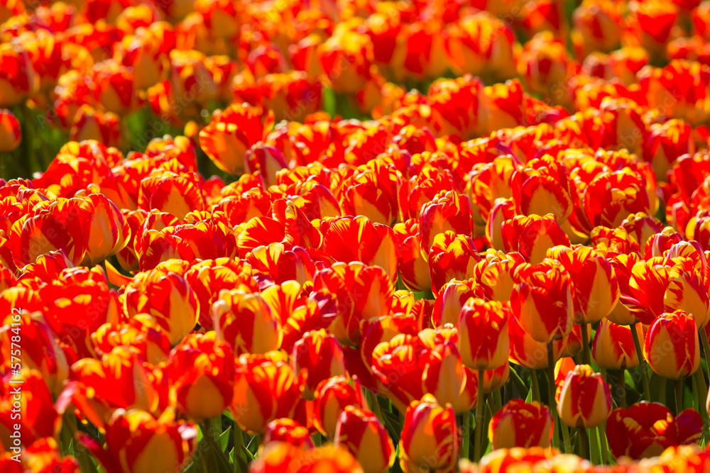 Colorful tulip fields on a sunny spring day in the countryside Keukenhof flower garden Lisse Netherlands. Happy kings day Colorful tulip fields on a sunny spring day in the countryside Keukenhof flower garden Lisse Netherlands. Happy kings day