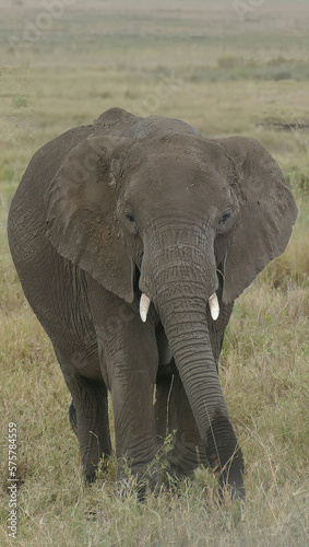 African savannah elephant with young in Tarangire