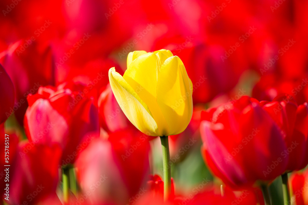 Colorful tulip fields on a sunny spring day in the countryside Keukenhof flower garden Lisse Netherlands. Happy kings day Colorful tulip fields on a sunny spring day in the countryside Keukenhof flower garden Lisse Netherlands. Happy kings day