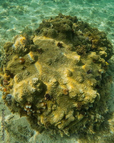 Dry Tortugas National Park off of Key West in the Florida Keys photo