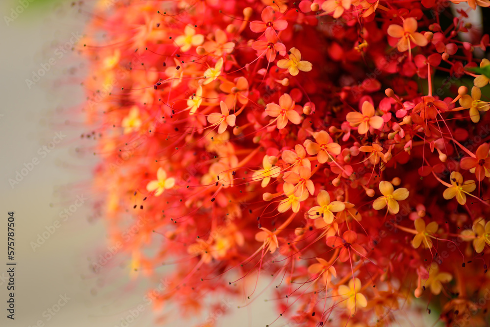 Close up of beautiful red tropical flower blooming in garden in spring nature background Close up of beautiful red tropical flower blooming in garden in spring nature background