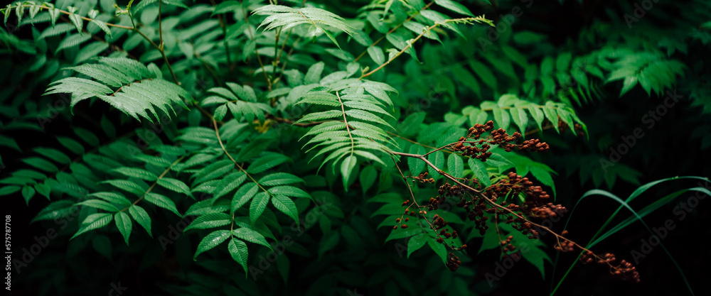 Wet green leaves and reddish buds of sorbaria sorbifolia. Nature background with young schizonotus close-up. Fresh vivid greenery with copy space. Beautiful twigs with bright green leaves with dew. Wet green leaves and reddish buds of sorbaria sorbifolia. Nature background with young schizonotus close-up. Fresh vivid greenery with copy space. Beautiful twigs with bright green leaves with dew.