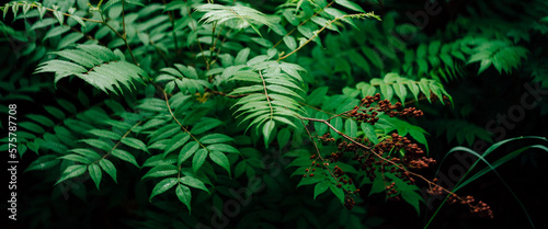 Wet green leaves and reddish buds of sorbaria sorbifolia. Nature background with young schizonotus close-up. Fresh vivid greenery with copy space. Beautiful twigs with bright green leaves with dew. photo