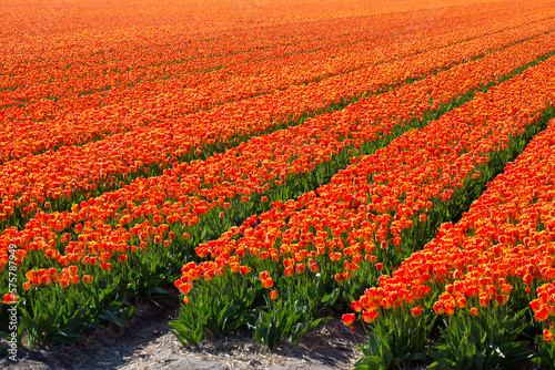 Colorful tulip fields on a sunny spring day in the countryside Keukenhof flower garden Lisse Netherlands. Happy kings day photo