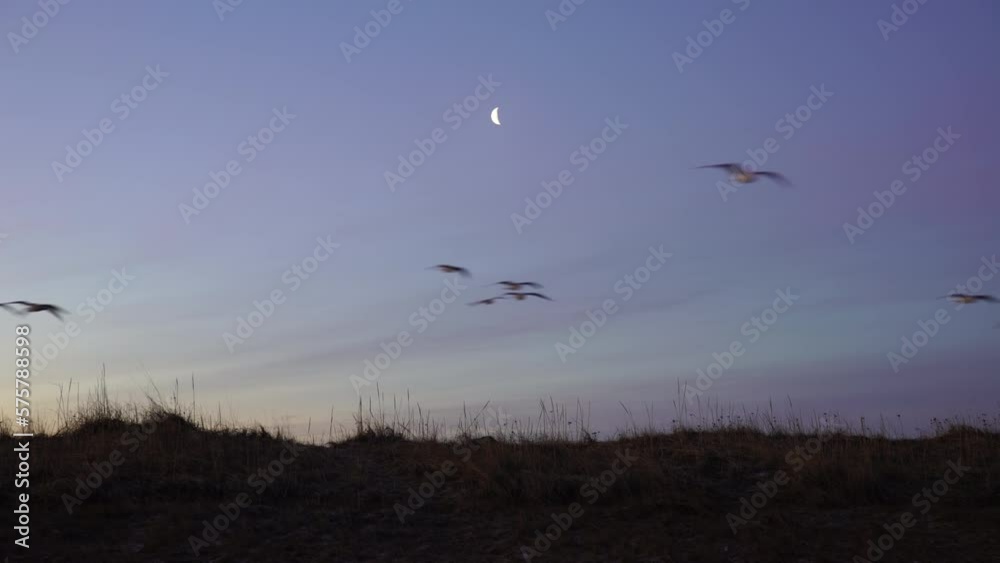 Bird flock flying under crescent moon, Iceland Bird flock flying under crescent moon, Iceland