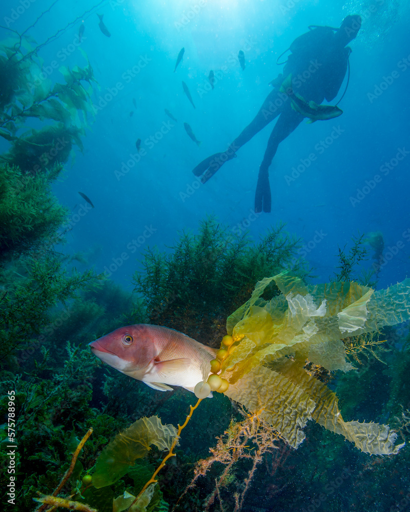 Naklejka premium A Young Male Scuba Diver Watches a Female California Sheephead in the Kelp of the Avalon Underwater Marine Park in Catalina Island of California