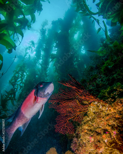 A California Sheephead Swims Near Coral in a Kelp Forest at the Avalon Underwater Scuba Park on Catalina Island in California