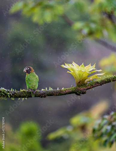 Lora encapuchada 
Brown-hooded Parrot

lora sobre una rama de espalda a la cámara mientras llueve 