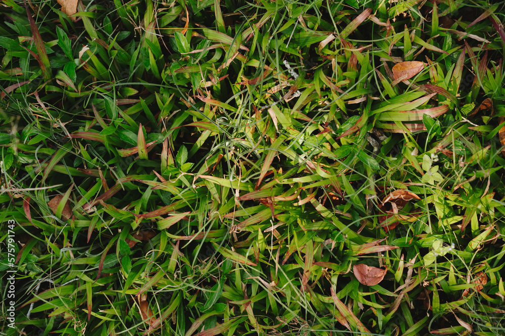 empty space on grass and sunlight background of nature. empty space on grass and sunlight background of nature.