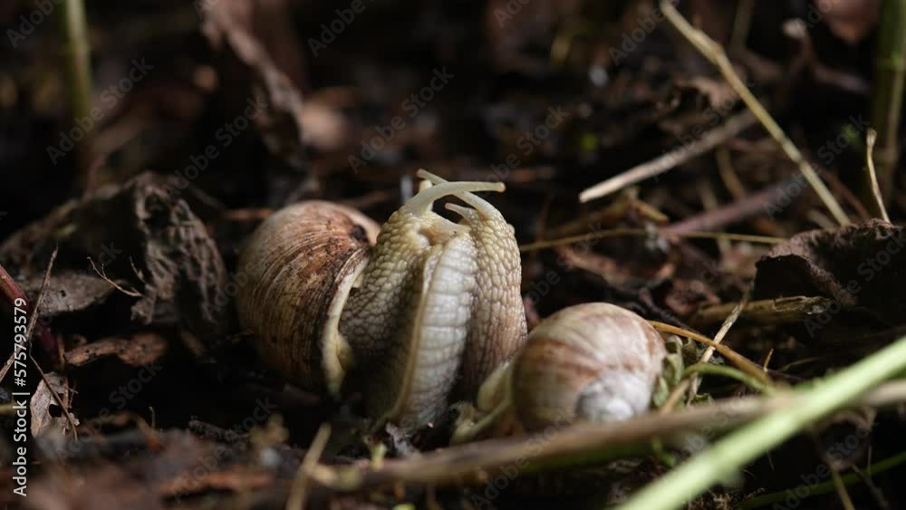 Mating Common Snails In Garden Undergrowth Mating Common Snails In Garden Undergrowth