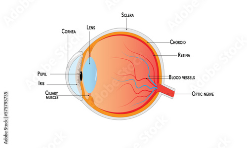 Eye anatomy 