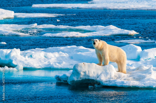Polar bear on pack ice in Svalbard, Norway