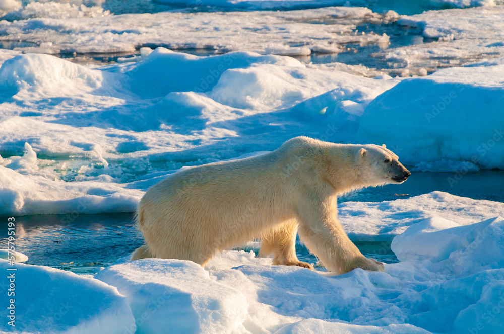 Polar bear on pack ice in Svalbard, Norway Polar bear on pack ice in Svalbard, Norway