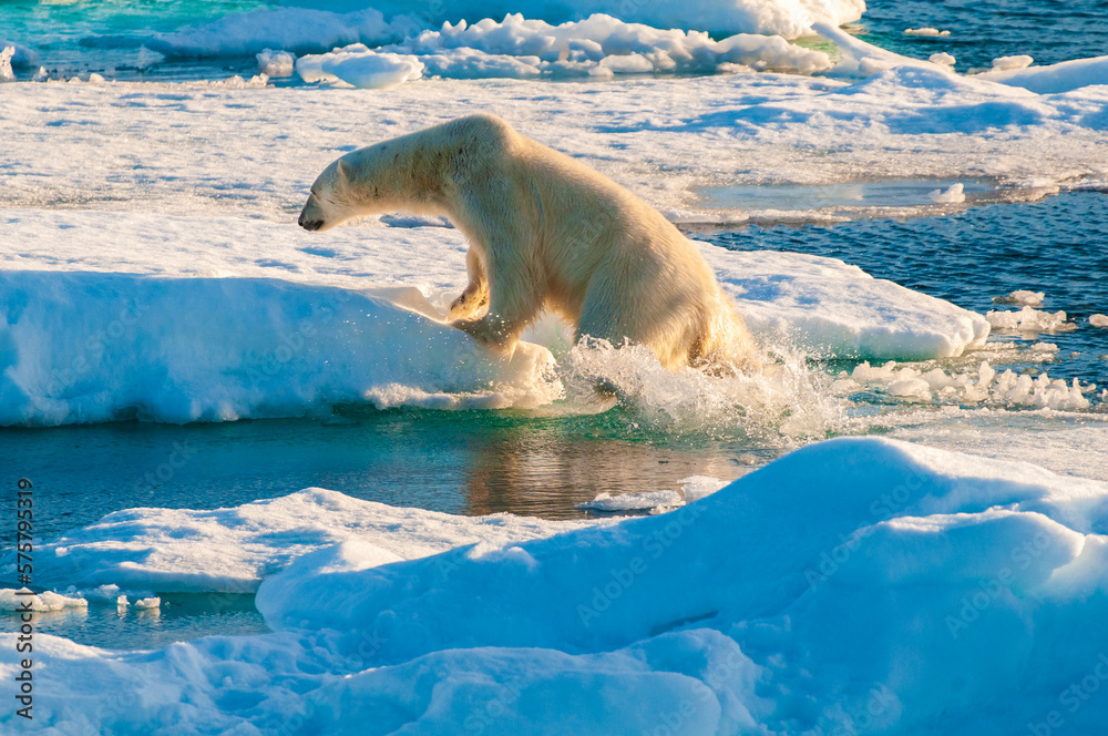 Naklejka premium Polar bear on pack ice in Svalbard, Norway
