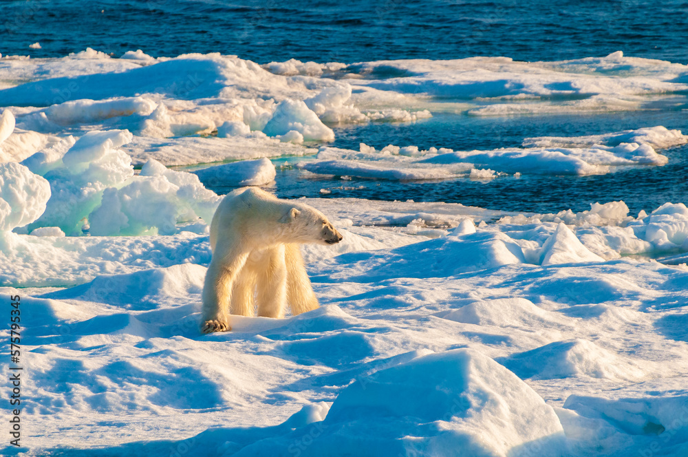Polar bear on pack ice in Svalbard, Norway Polar bear on pack ice in Svalbard, Norway