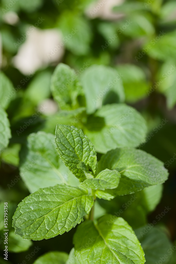 Closeup shot of the leaves of young peppermint plant (lat. Mentha piperita) (Selective Focus, Focus one third into the image) Closeup shot of the leaves of young peppermint plant (lat. Mentha piperita) (Selective Focus, Focus one third into the image)