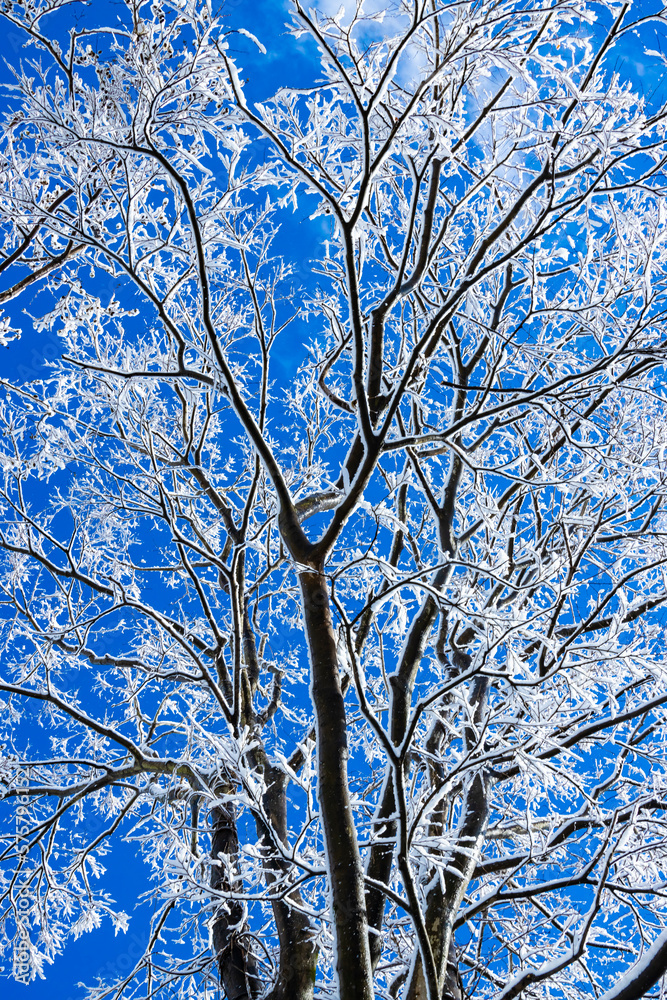 Obraz premium 雪景色