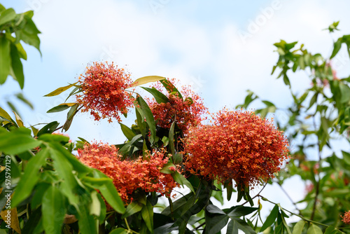Beautiful Orange red Ashoka tree flower blooming in garden