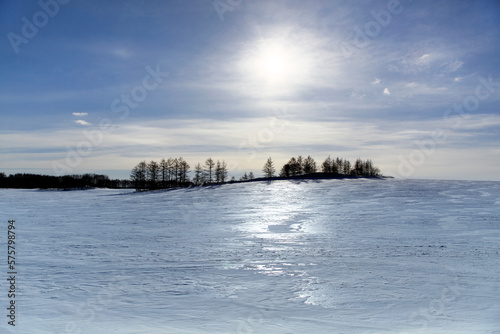 輝く雪原と並木(標茶町） © itoh masako
