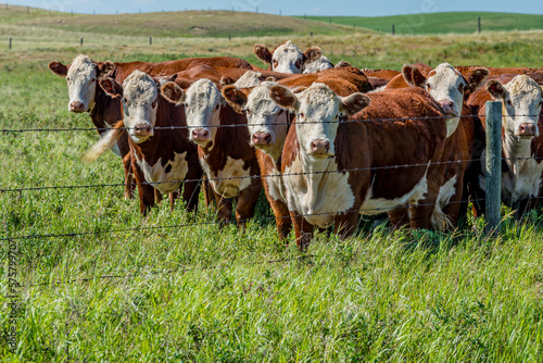 Closeup of a herd of Hereford cattle grazing in a Saskatchewan pasture