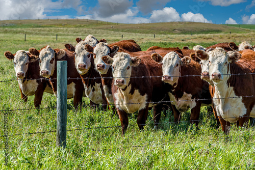 Closeup of a herd of Hereford cattle grazing in a Saskatchewan pasture