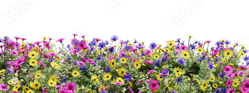 Evergreen flowers and grass field in nature,  Flowres on garden in springtime, Tropical forest isolated on transparent background - PNG file, 3D rendering illustration for create and design or etc