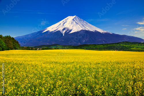 菜の花畑と富士山合成