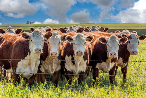 Closeup of a herd of Hereford cattle grazing in a Saskatchewan pasture photo