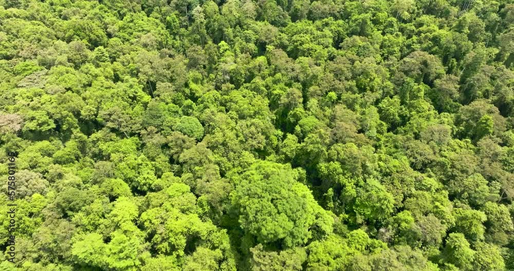 Aerial view of rainforest and jungle with tropical vegetation. Borneo, Malaysia. Aerial view of rainforest and jungle with tropical vegetation. Borneo, Malaysia.