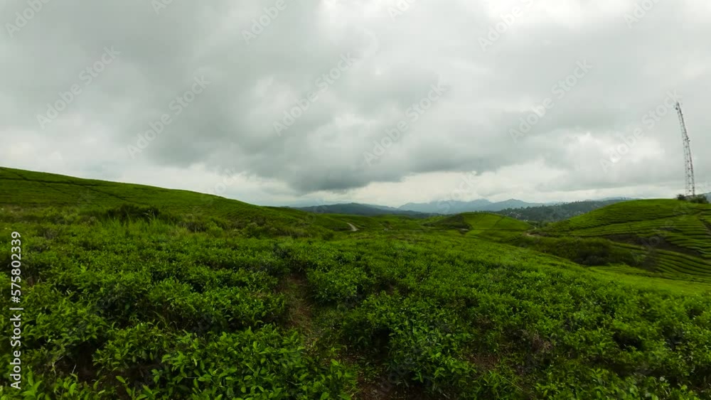 Kayu Aro tea plantation- the largest tea estate in the world at the foot of the Kerinci volcano. Sumatra, Indonesia.