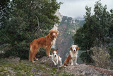 three red-white dogs against the backdrop of mountains in the park. Pet in the forest. Happy Jack Russell Terrier, Nova Scotia Retriever and Mix of Breeds