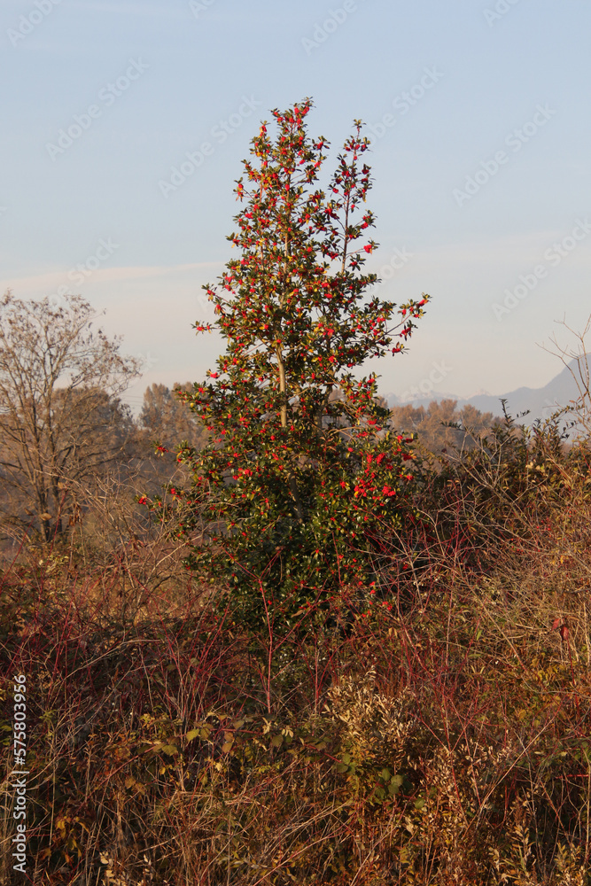 custom made wallpaper toronto digitalA tall tree with green leaves