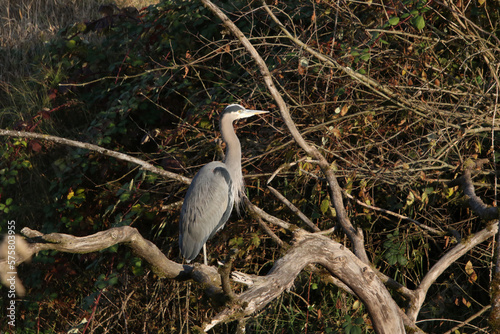 A great blue heron standing on a dead tree branch