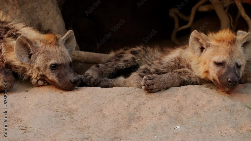 Hyena Burrow With Pair Of Resting Cubs Hyena Burrow With Pair Of Resting Cubs