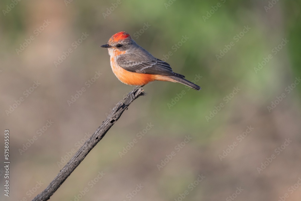 Fototapeta premium Vermilion Flycatcher