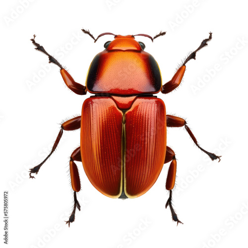 Leinwand Poster red beetle , isolated on transparent background cutout , generative ai