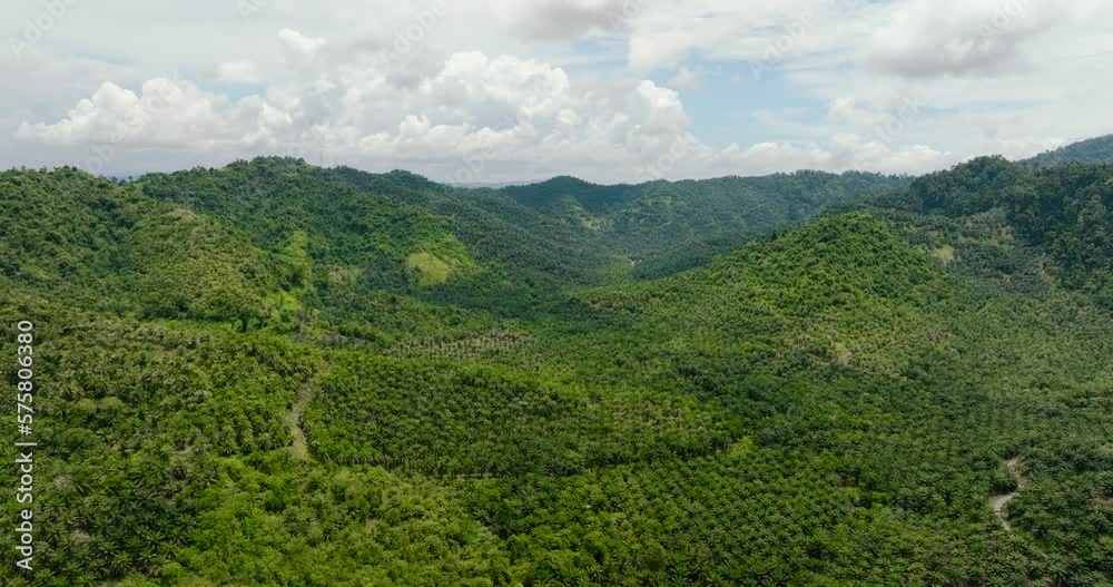 Aerial drone of palm oil plantations among the rainforest and jungle. Borneo, Malaysia. Aerial drone of palm oil plantations among the rainforest and jungle. Borneo, Malaysia.